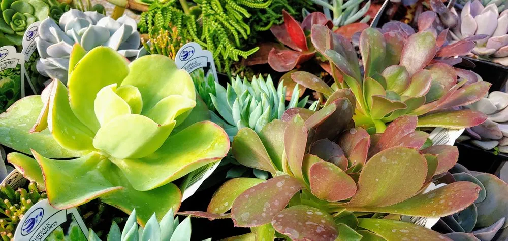 Expert garden landscaping near you across La Harpe, KS - TLC Garden Center