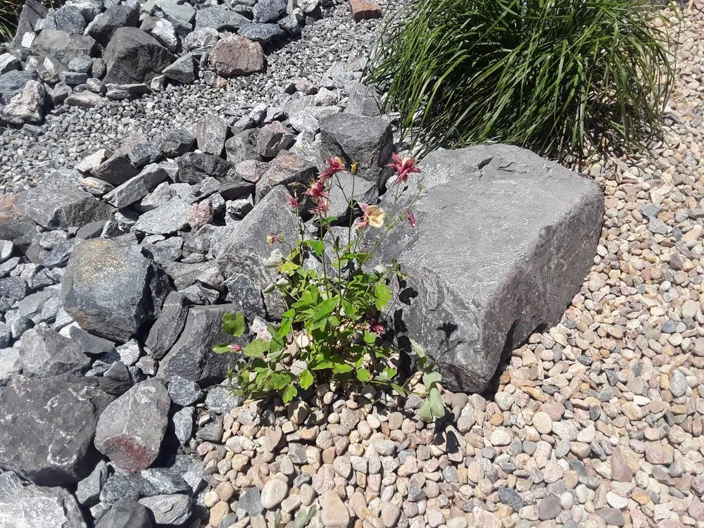 Affordable yard maintenance experts serving Arvada, CO - TLC Land Care