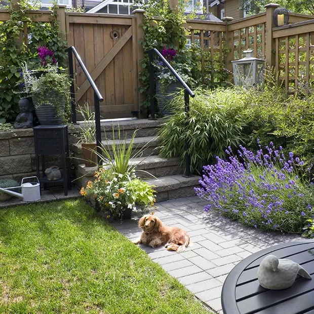 Top-rated yard cleanup service experts serving Surprise, AZ - TLC Landscaping & Maintenance