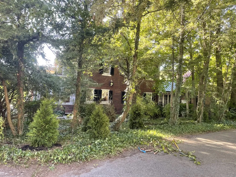 Expert yard cleanup service for outdoor upgrades across Cincinnati, OH - TLC Lawn and Trees