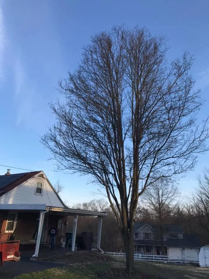 Trusted residential landscaping for outdoor upgrades in Camp Hill, PA by TLC Lawn Care & Landscaping