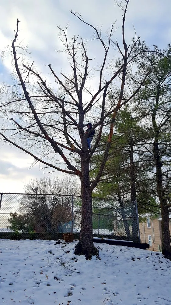 Reliable outdoor landscaping for beautiful yards in Camp Hill, PA by TLC Lawn Care & Landscaping