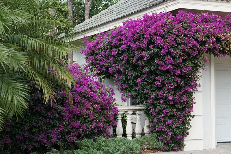 Top-rated landscape installation for homes in Naples, FL by TLC Lawn