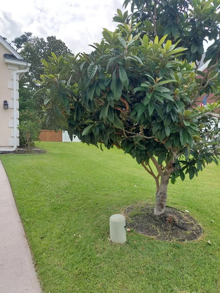 Expert residential landscaping in Summerville, SC by TLC Lawncare and Landscaping