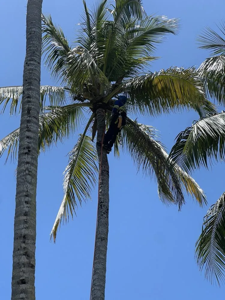 Custom landscaping services experts serving Miami, FL - TLC of South Florida