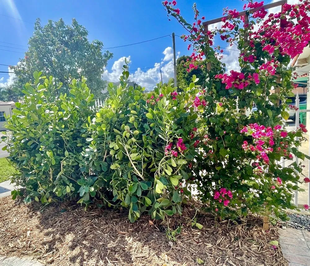 Local yard cleanup service for homes across Miami, FL - TLC of South Florida