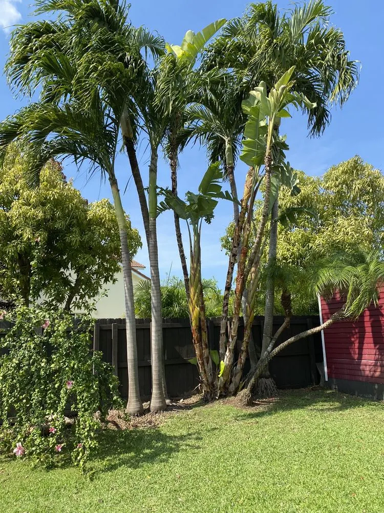 Local yard cleanup service for outdoor upgrades across Miami, FL - TLC of South Florida