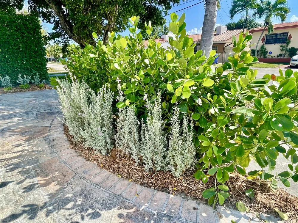 Custom outdoor landscaping in Miami, FL - TLC of South Florida
