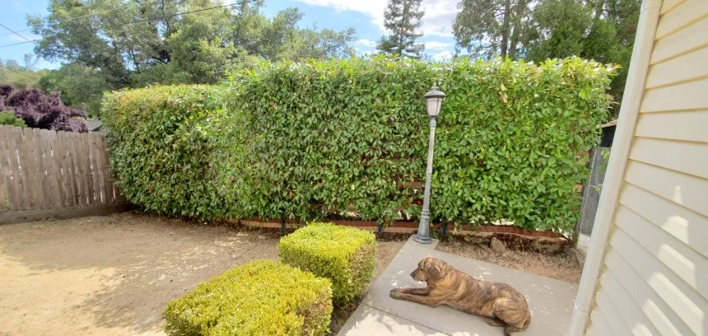 Professional yard maintenance for year-round maintenance in Truckee, CA by TLC Property Maintenance