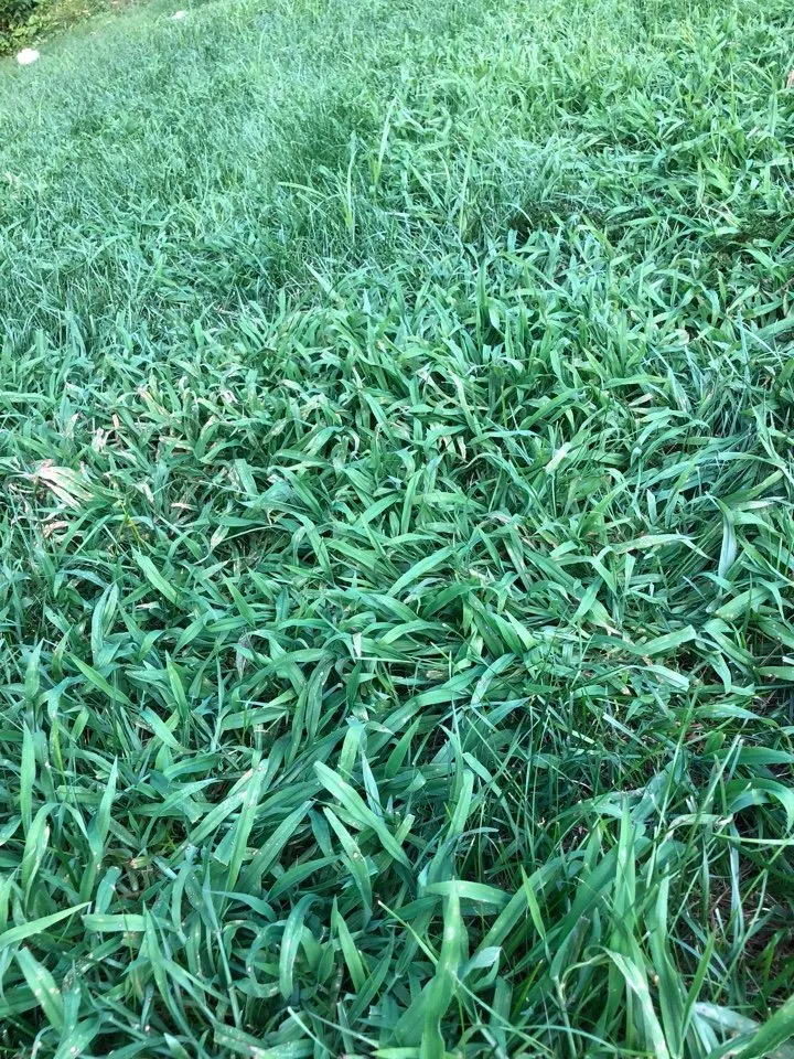 Affordable yard cleanup service in Shrewsbury, MA by TLC The Lawn Company