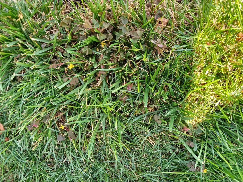 Reliable residential landscaping experts serving Shrewsbury, MA - TLC The Lawn Company