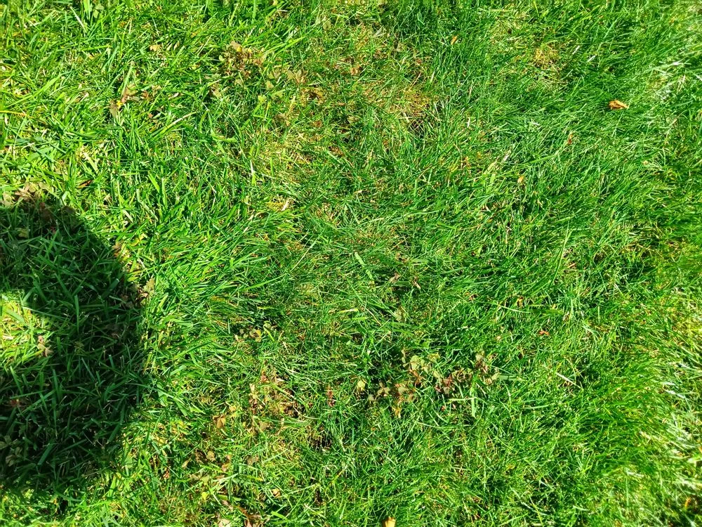 Expert yard cleanup service for year-round maintenance across Shrewsbury, MA - TLC The Lawn Company