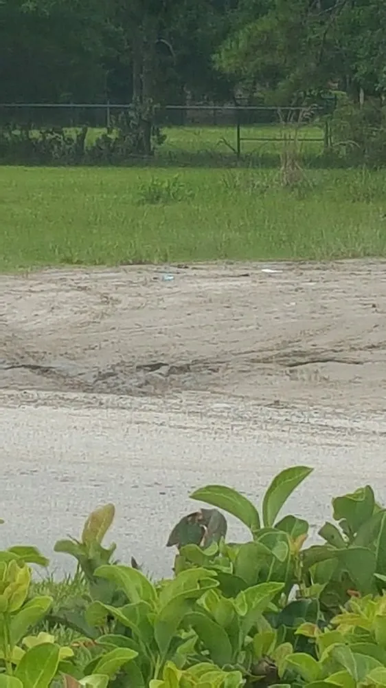 Trusted landscape installation for year-round maintenance in Green Cove Springs, FL by TLC Total Lawn Care