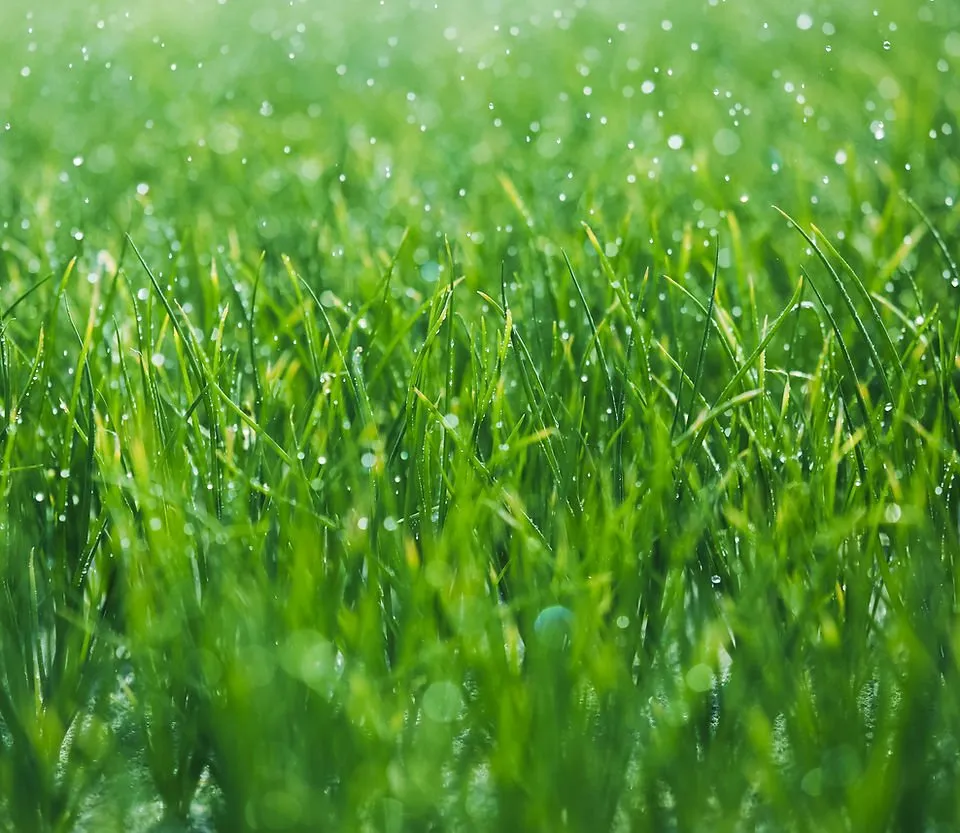 Affordable landscape design experts serving St. George, UT - TLC Total Lawn Care