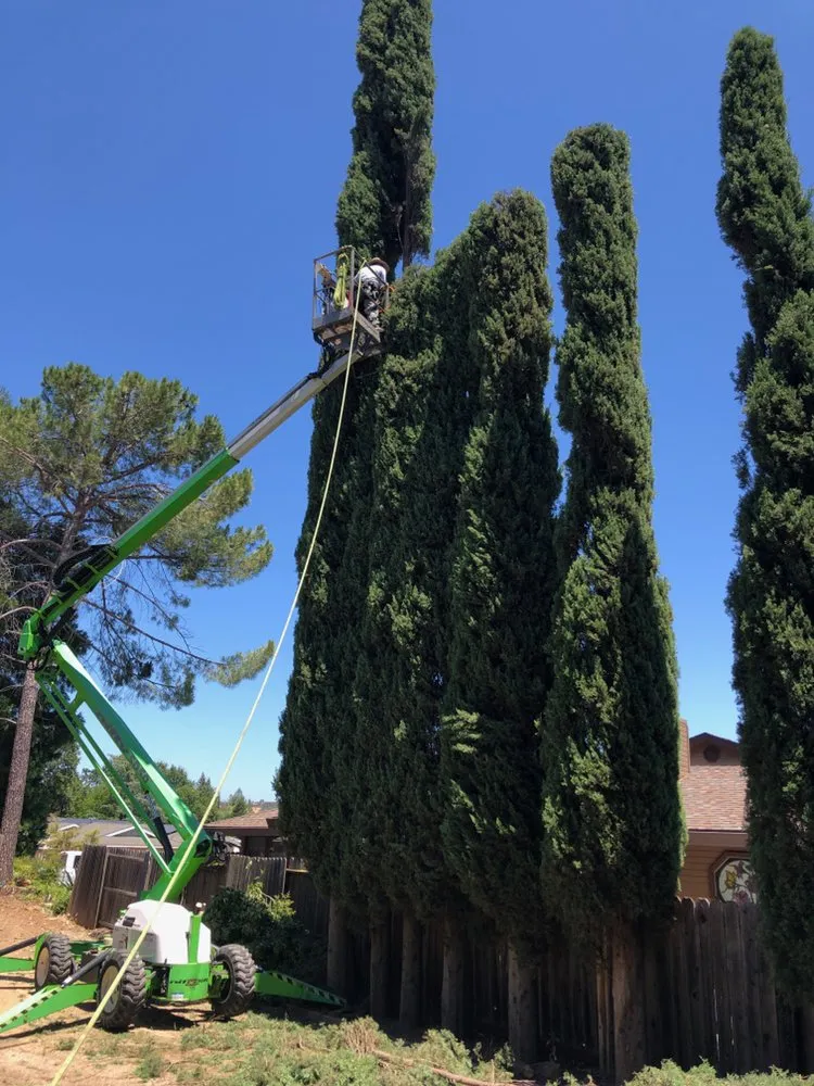 Top-rated residential landscaping in Sonoma, CA - TLC Tree & Landscape Care