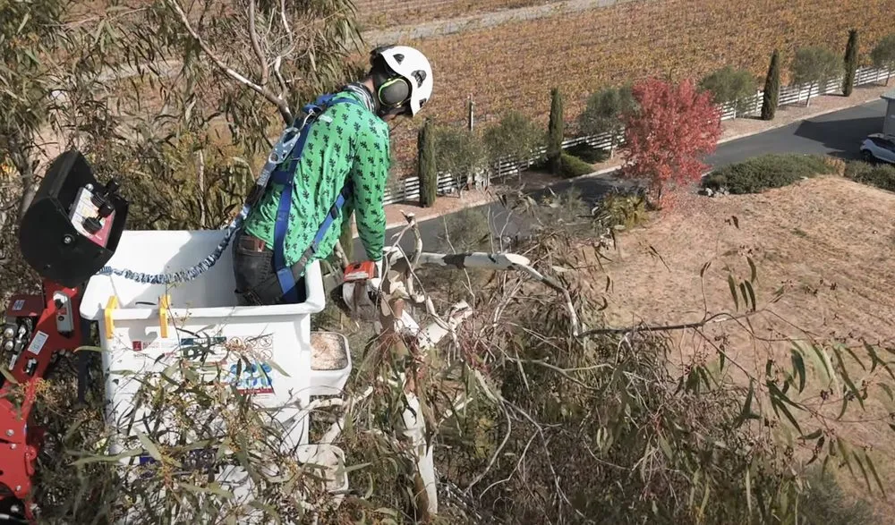 Custom landscaping services for homes across Sonoma, CA - TLC Tree & Landscape Care