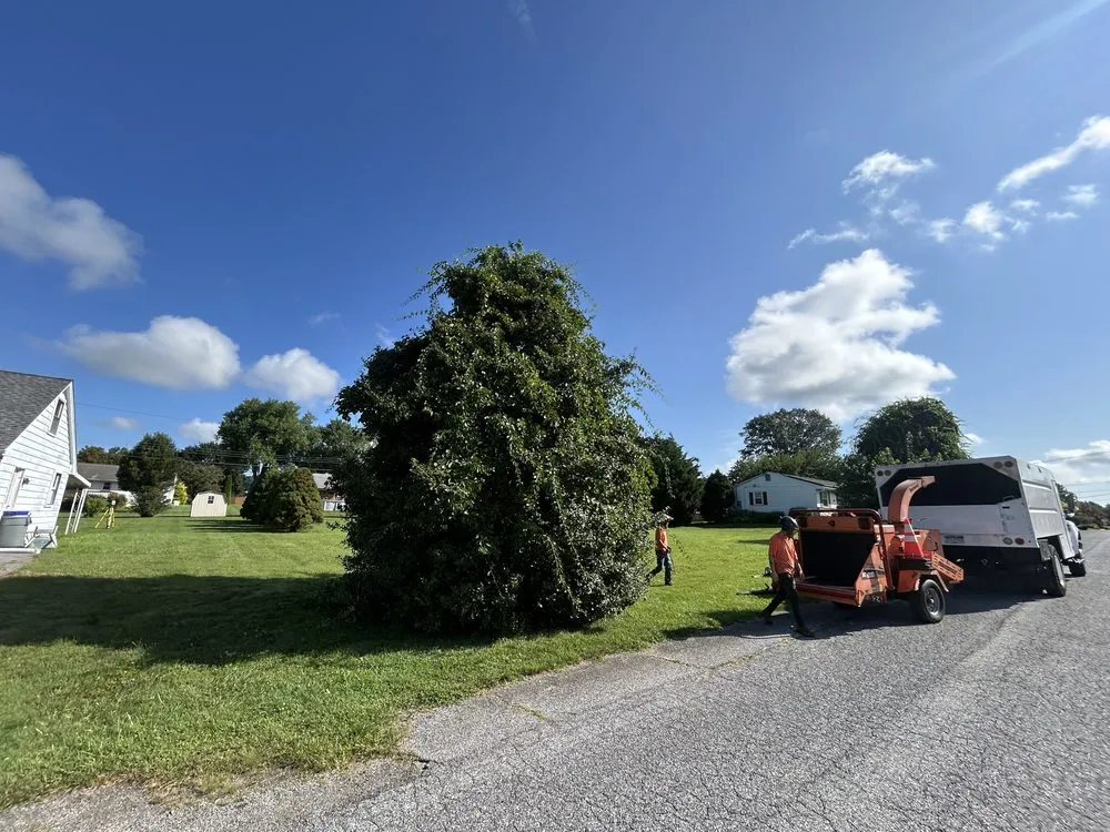 Top-rated yard cleanup service experts serving Coatesville, PA - TLC Tree & Landscaping Care