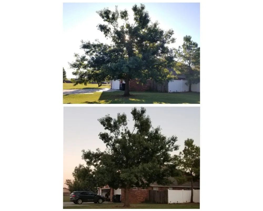 Professional yard maintenance in Oklahoma City, OK by TLC Tree & Lawn Care