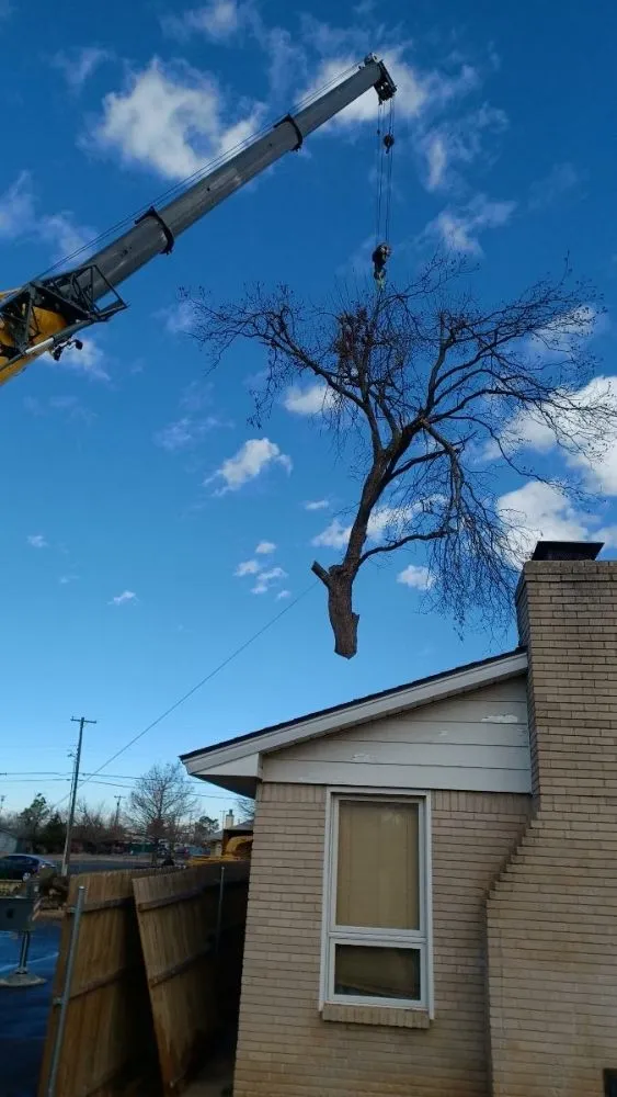 Custom yard maintenance in Oklahoma City, OK by TLC Tree & Lawn Care