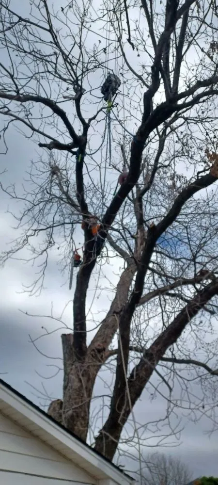 Affordable outdoor landscaping in Oklahoma City, OK - TLC Tree & Lawn Care