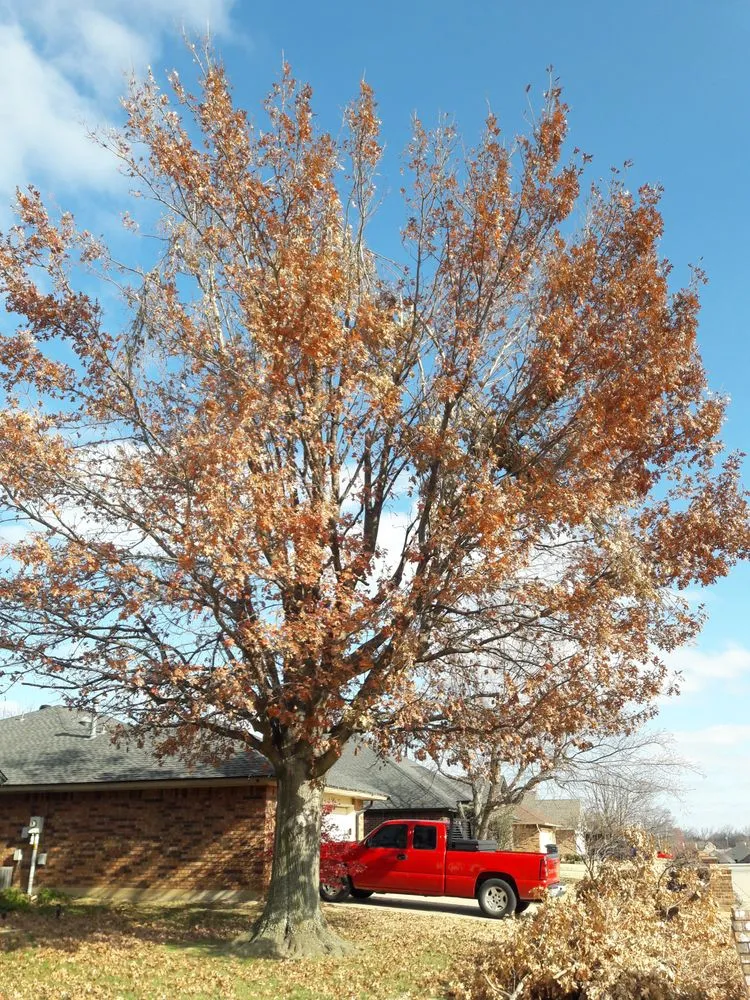 Reliable landscaping services with custom design in Oklahoma City, OK by TLC Tree & Lawn Care