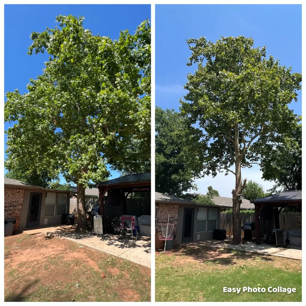 Affordable yard cleanup service experts serving Oklahoma City, OK - TLC Tree & Lawn Care