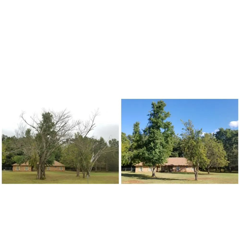 Reliable lawn mowing service experts serving Oklahoma City, OK - TLC Tree & Lawn Care