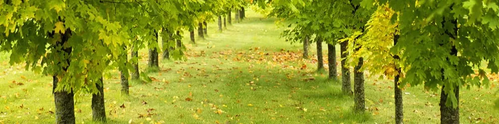 Expert landscape design experts serving Swartz Creek, MI - TLC Tree & Stump Removal