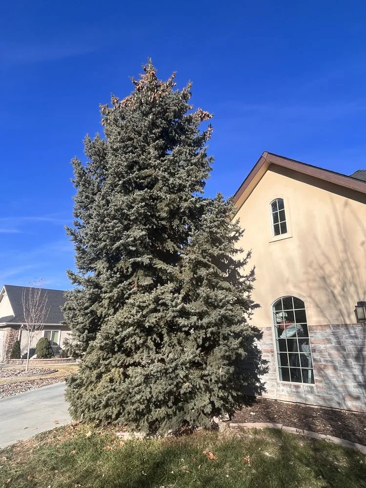 Local landscaping services for outdoor upgrades across Meridian, ID - Tlc Tree and Landscape Consulting