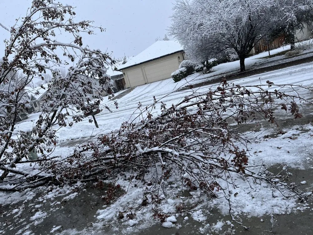Reliable lawn care service experts serving Meridian, ID - Tlc Tree and Landscape Consulting