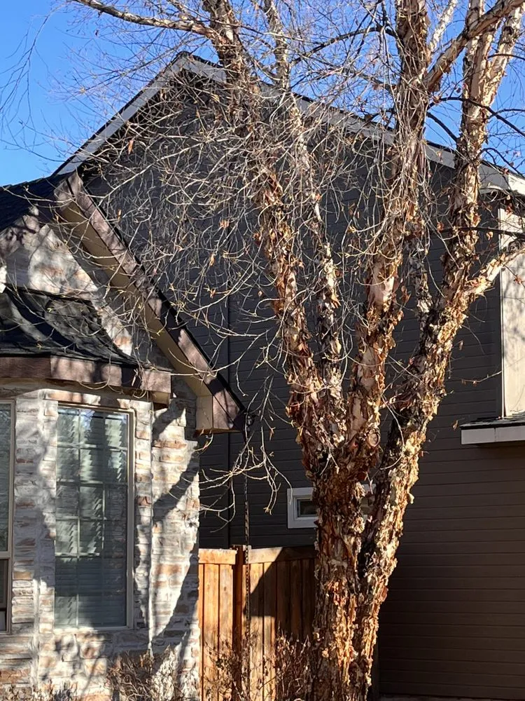 Professional yard cleanup service in Meridian, ID - Tlc Tree and Landscape Consulting