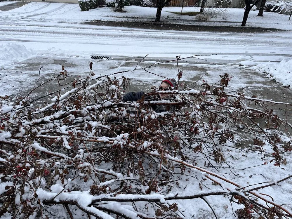 Top-rated lawn mowing service in Meridian, ID - Tlc Tree and Landscape Consulting