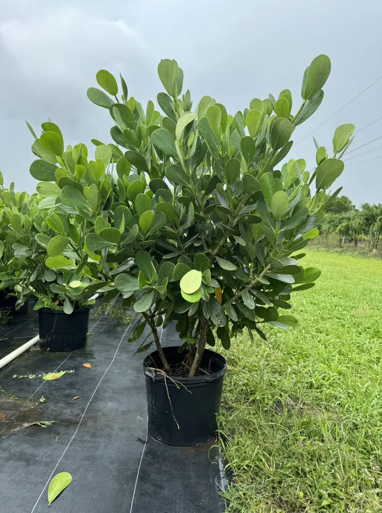 Local yard cleanup service for outdoor upgrades across Miami, FL - TLE Nursery