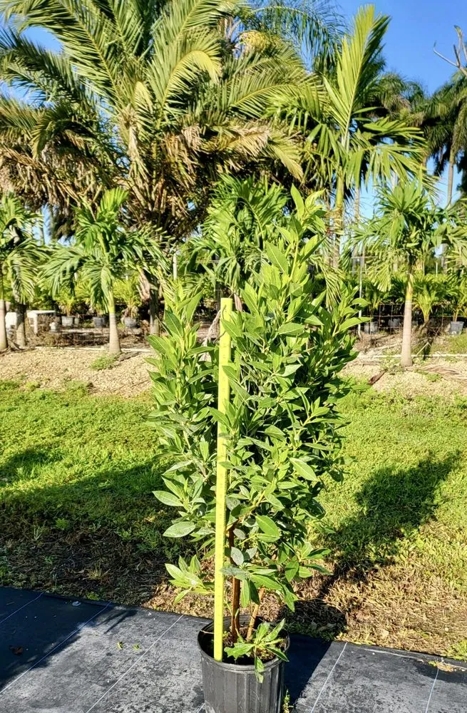 Top-rated outdoor landscaping in Miami, FL - TLE Nursery