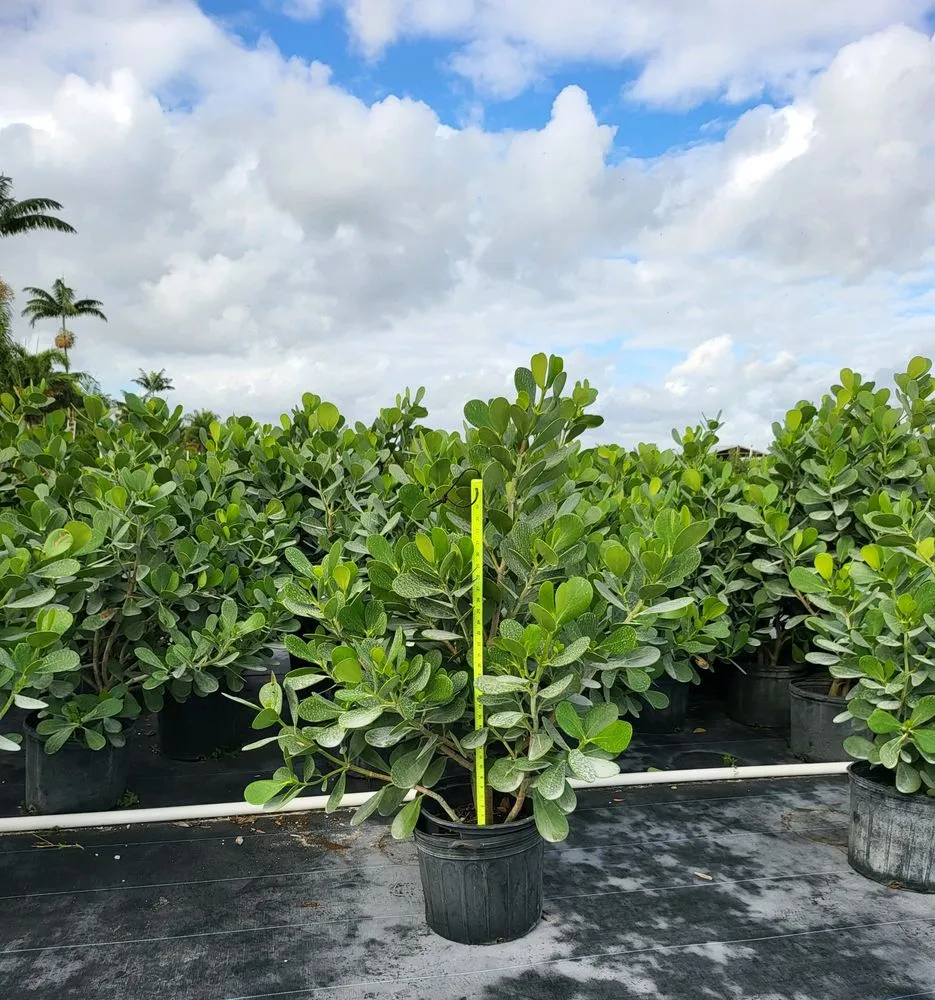 Custom lawn care service for year-round maintenance across Miami, FL - TLE Nursery