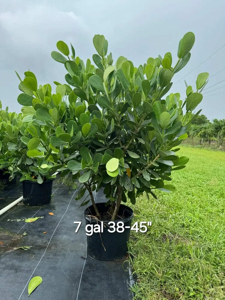 Affordable landscaping services for homes across Miami, FL - TLE Nursery