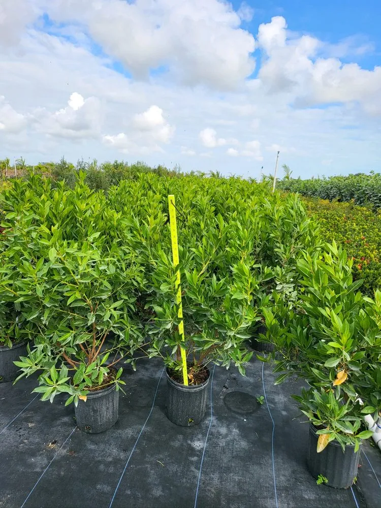 Affordable landscape design experts serving Miami, FL - TLE Nursery