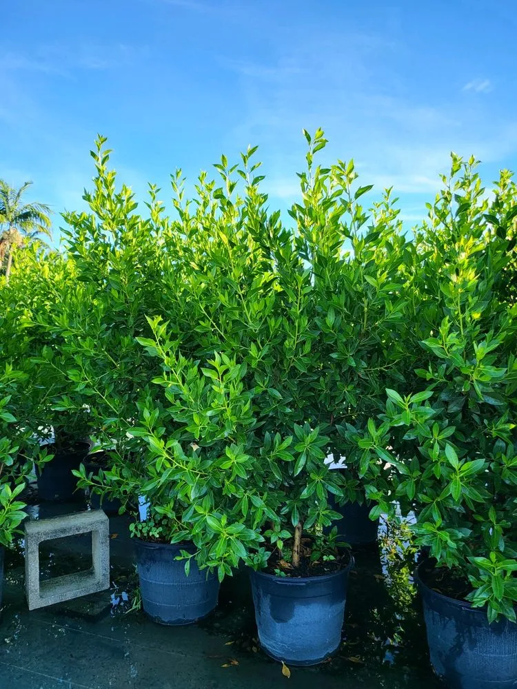 Custom yard cleanup service for beautiful yards in Miami, FL by TLE Nursery