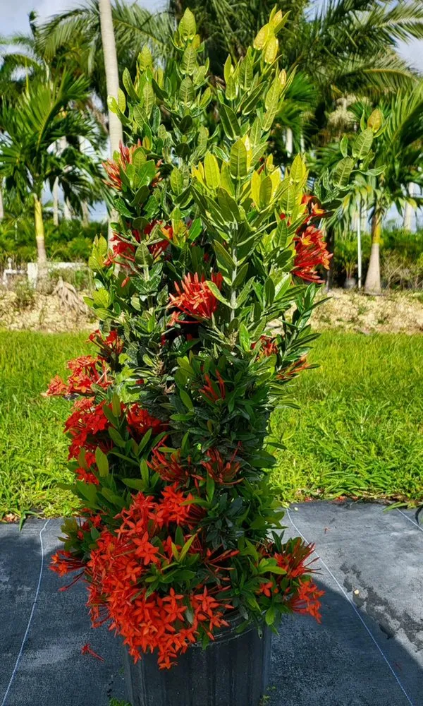 Local landscape design for residential properties across Miami, FL - TLE Nursery