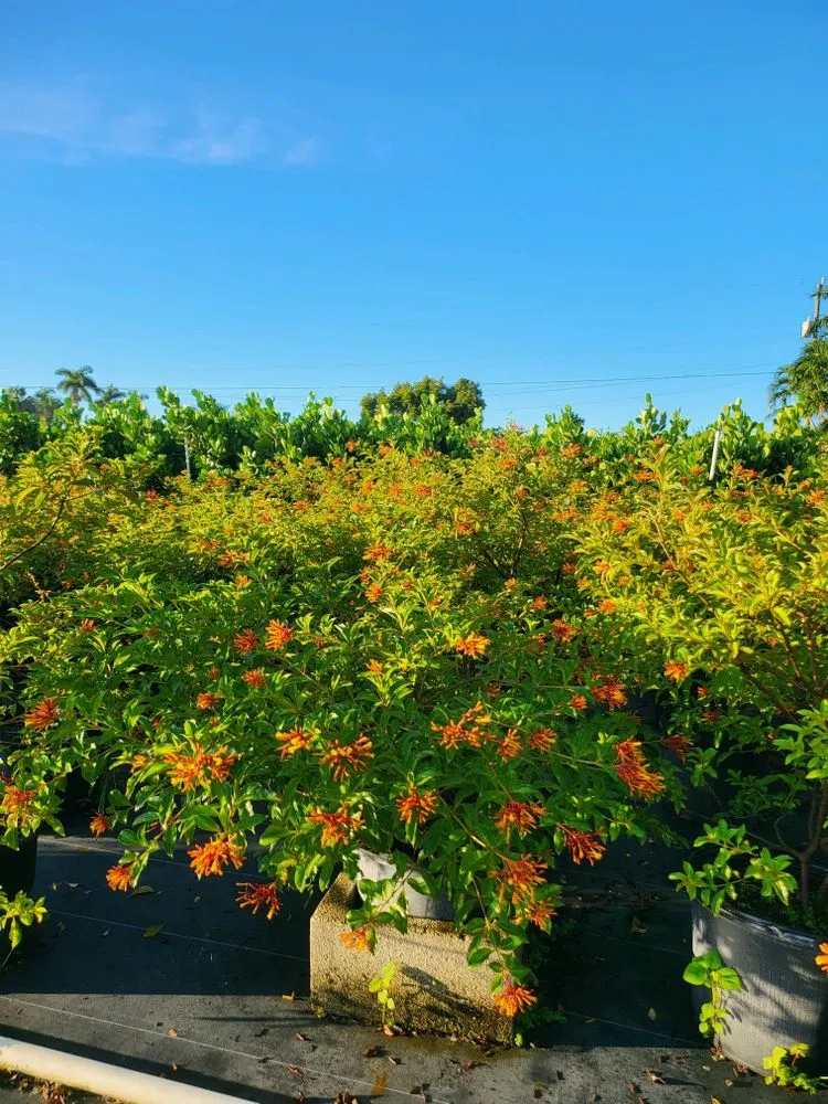 Trusted garden landscaping in Miami, FL - TLE Nursery