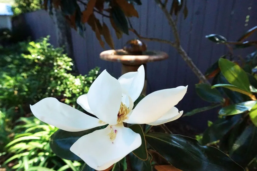 Reliable lawn mowing service in Kenner, LA by TLG Landscape