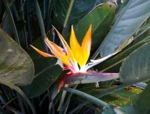 Reliable outdoor landscaping in Kenner, LA - TLG Landscape