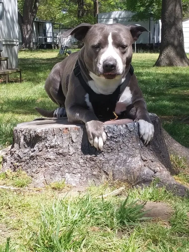 Top-rated lawn care service for year-round maintenance in Chelsea, OK by TLG Lawn & Landscape