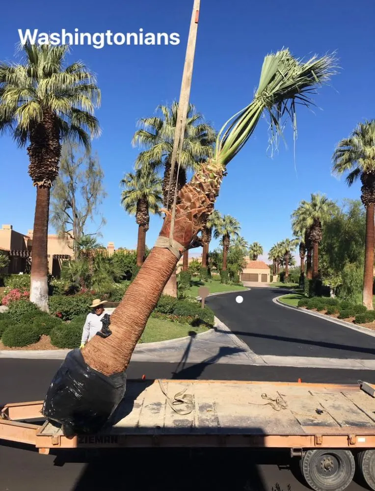 Expert residential landscaping in Salton Sea Beach, CA - TLM Landscaping Maintenance