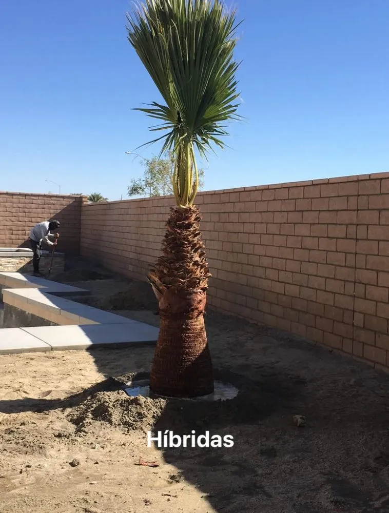 Professional outdoor landscaping for year-round maintenance in Salton Sea Beach, CA by TLM Landscaping Maintenance
