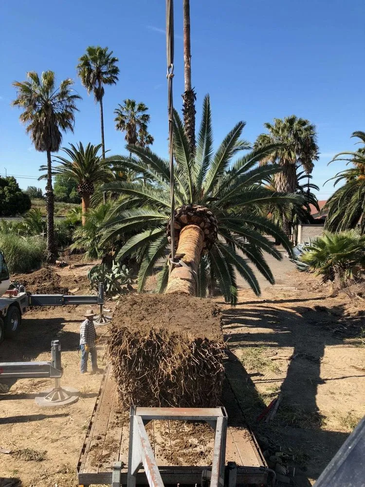 Custom lawn care service experts serving Salton Sea Beach, CA - TLM Landscaping Maintenance