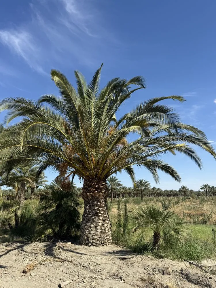 Reliable landscape design for residential properties in Salton Sea Beach, CA by TLM Landscaping Maintenance