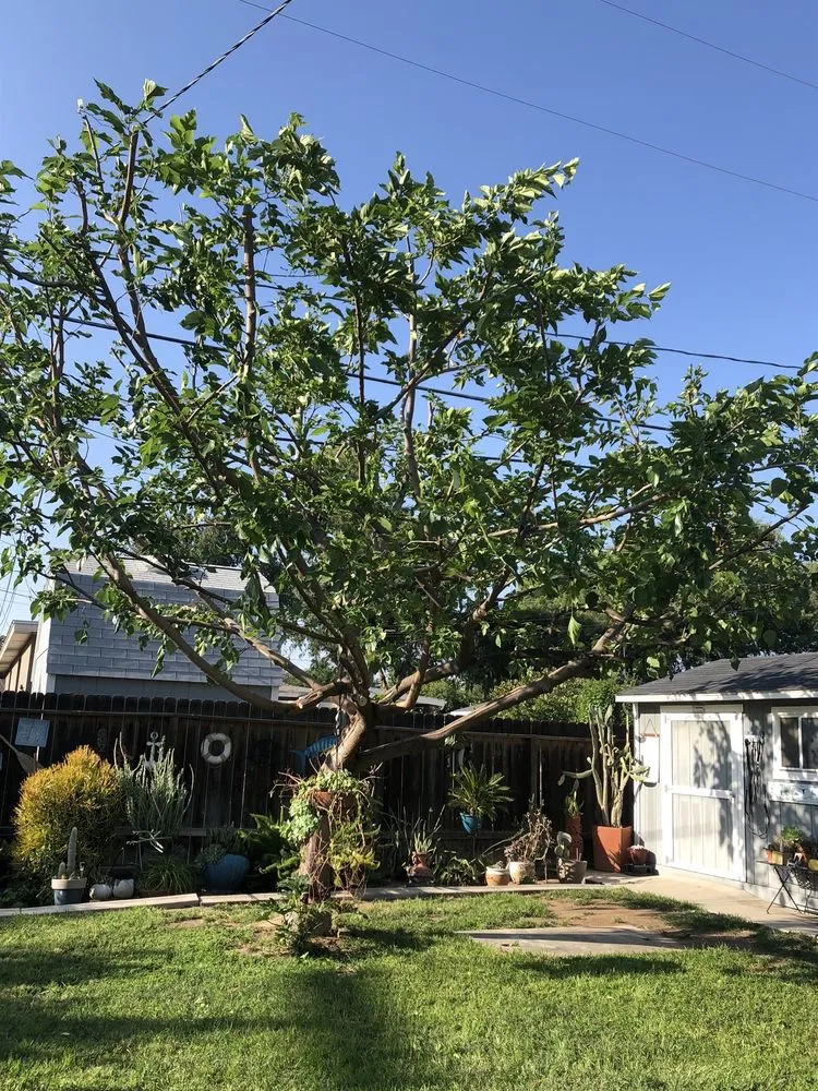 Custom lawn care service for residential properties in Riverside, CA by TLS Landscaping