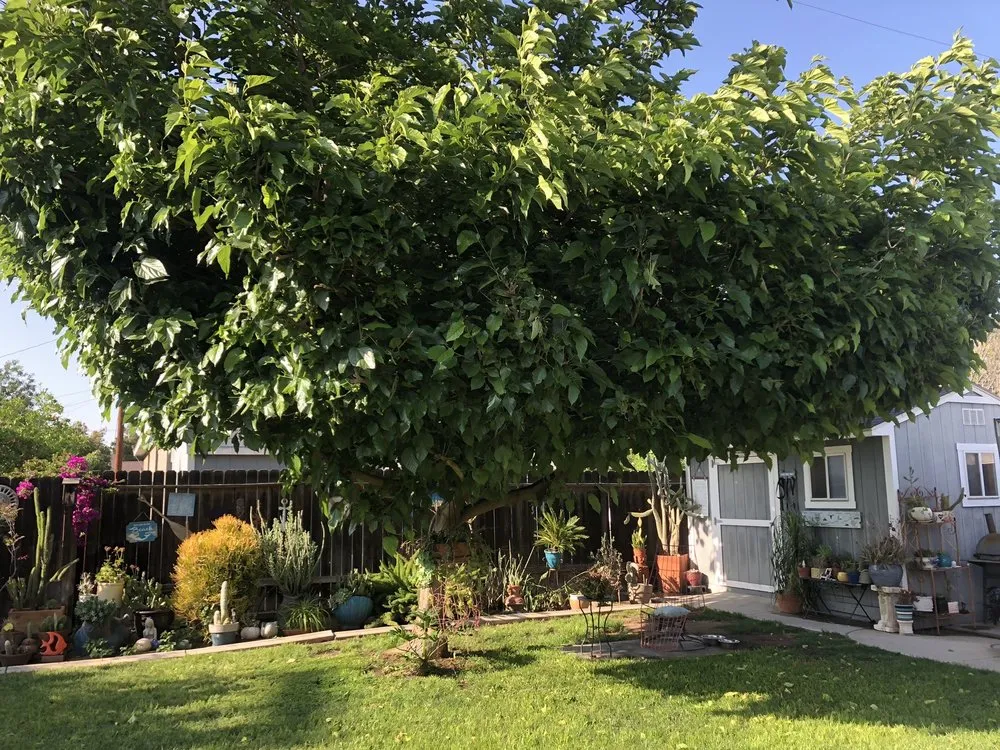 Local outdoor landscaping in Riverside, CA by TLS Landscaping