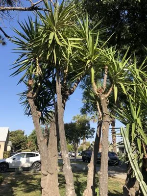 TLS Landscaping Logo